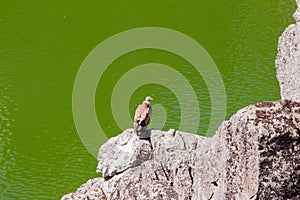 Griffon vulture on the rocks of Salto del Gitano, Spain photo
