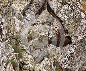 A Griffon Vulture at itÃÂ´s rock tower