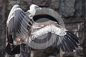 Griffon Vulture sits beautifully, spreading its huge wings with long feathers, scavenger bird, the wings look like a gesture by a