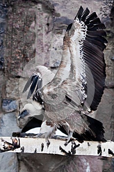 The Griffon Vulture sits on a log flapping its huge wings, a Asian bird scavenger