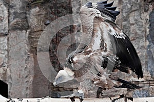 The Griffon Vulture sits on a log flapping its huge wings, a Asian bird scavenger