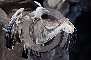 Griffon Vulture sits on a log spreading its huge wings, the Asian eagle is a scavenger