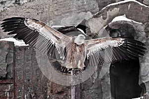 Griffon Vulture sits on a log spreading its huge wings, the Asian eagle is a scavenger