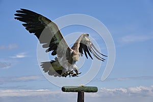 Griffon vulture speeding focused towards dead prey with spread wings