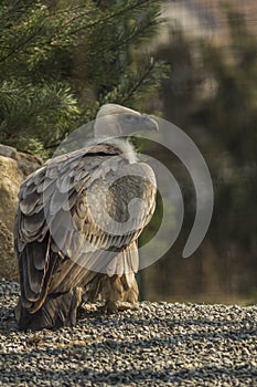 Griffon Vulture standing in the ground
