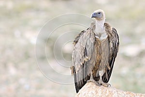 Griffon vulture