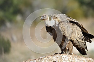 Griffon vulture