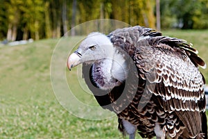 Griffon Vulture