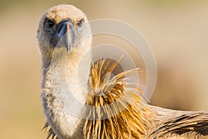 Griffon Vulture, Vale Gier, Gyps vulvus