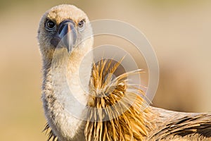 Griffon Vulture, Vale Gier, Gyps vulvus photo