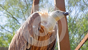 The griffon vulture in wild close up