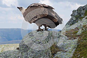 Griffon vulture in wildness