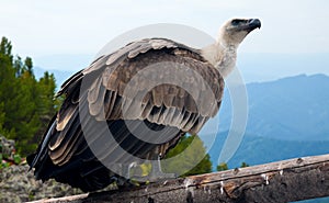 Griffon vulture in wildness