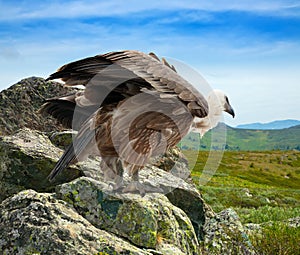 Griffon vulture in wildness area