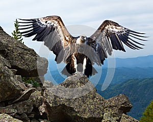 Griffon vulture in wildness area