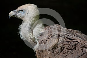 Griffon vulture (Gyps fulvus). photo
