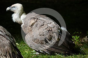 Griffon vulture (Gyps fulvus). photo