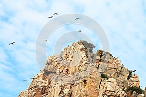 Griffon vultures around the rocks of Salto del Gitano, Spain photo