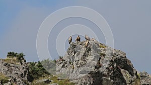 Griffon vultures in CaÃ±Ã³n del Leza, La Rioja, Spain