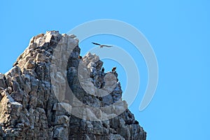 Griffon vultures colony on the rocks of Salto del Gitano, Spain photo