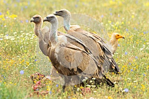 Griffon Vultures and Egyptian Vulture