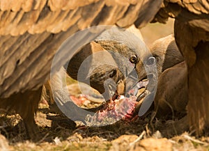 Griffon vultures feeding