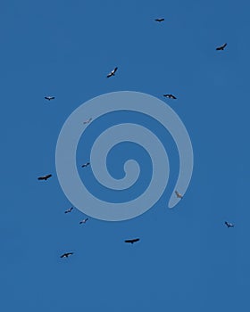 Griffon vultures in flight returning to roost, Monfrague , Spain photo