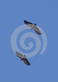 Griffon vultures flying over Salto del Gitano crags