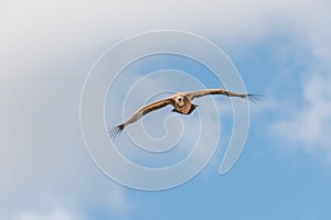 Griffon vultures (fulvus) hovering in warm air thermals currents in morning