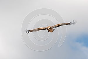 Griffon vultures (fulvus) hovering in warm air thermals currents in morning