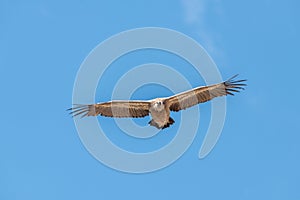 Griffon vultures (fulvus) hovering in warm air thermals currents in morning