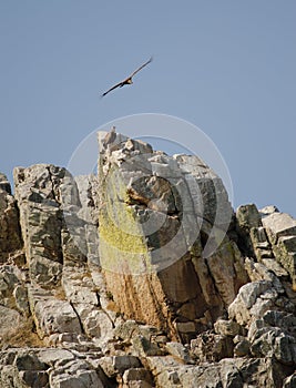 Griffon vultures Gyps fulvus on a cliff. photo