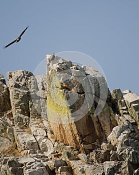 Griffon vultures Gyps fulvus on a cliff. photo