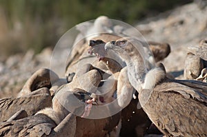 Griffon vultures Gyps fulvus eating meat in the Guara mountains.