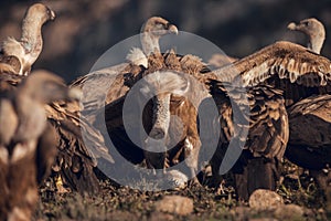 Griffon vultures Gyps fulvus fulvus eating at sunrise in mountains of the Pyrenees in Spain with golden light photo