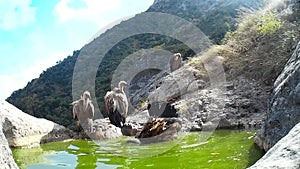 Griffon Vultures Gyps fulvus, family Accipitridae. Birds bathe