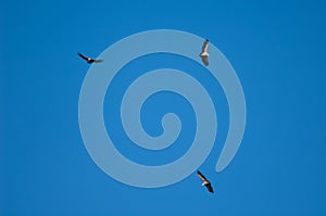 Griffon vultures Gyps fulvus in flight over the Guara mountains.