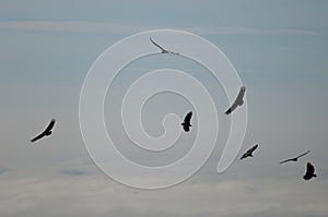 Griffon vultures Gyps fulvus in flight over the Guara mountains.