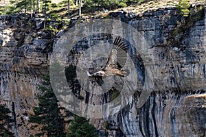 Griffon vultures, Gyps fulvus flying around the Serrania de Cuenca at Una, Spain