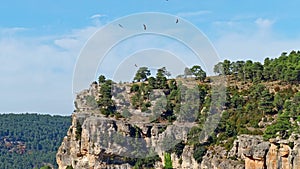 Griffon vultures, Gyps fulvus flying around the Serrania de Cuenca at Una, Spain.