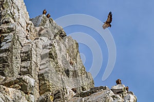 Griffon vultures, Gyps fulvus in Monfrague National Park. Extremadura, Spain