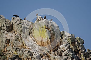 Griffon vultures Gyps fulvus perched on a cliff. photo