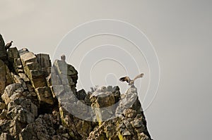 Griffon vultures Gyps fulvus perched on a cliff. photo