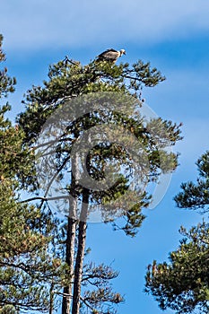 Griffon vultures, Gyps fulvus sitting at a tree in the Serrania de Cuenca at Una, Spain