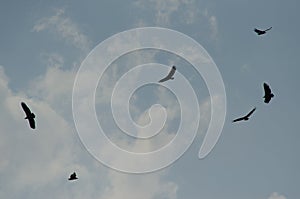 Griffon vultures Gyps fulvus soaring. photo