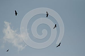 Griffon vultures Gyps fulvus soaring. photo