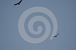 Griffon vultures Gyps fulvus soaring. photo