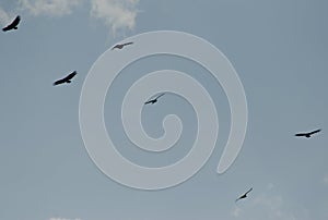 Griffon vultures Gyps fulvus soaring. photo