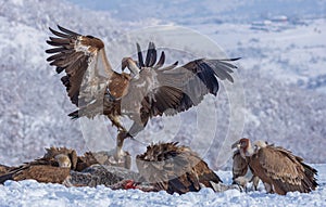 Griffon Vultures Gyps Fulvus in Winter Landscape, into the Mountains