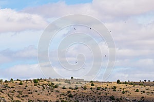 Griffon vultures in Hoces del Rio DuratÃÂ³n National Park, Spain photo